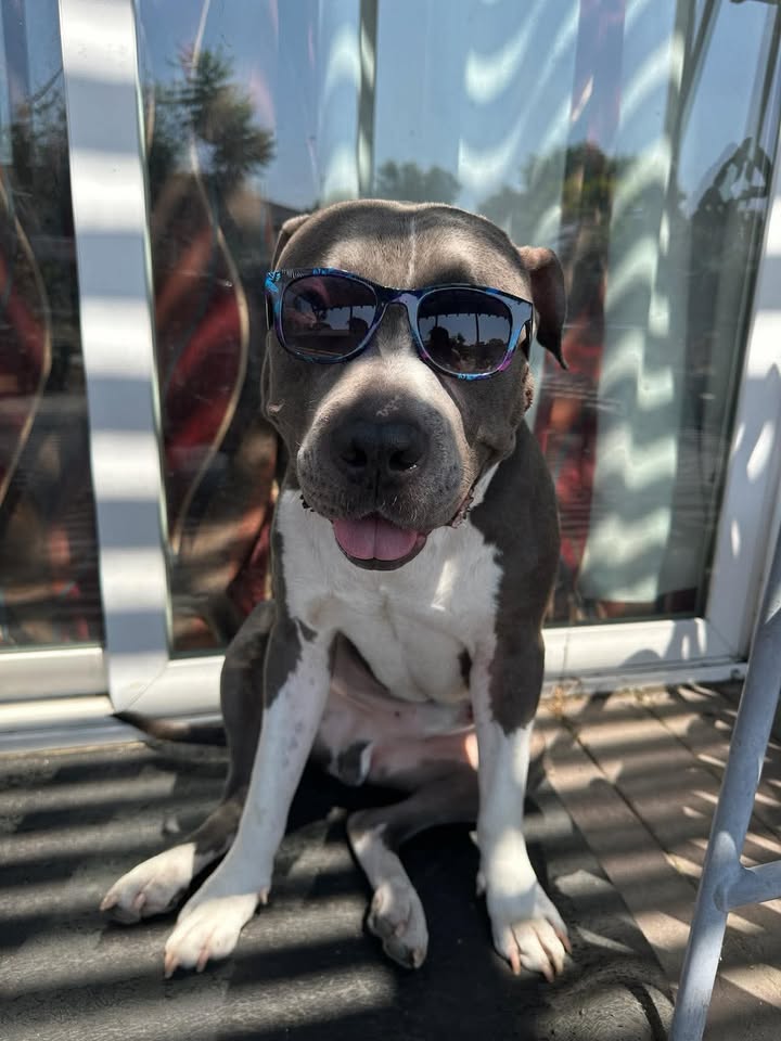 This is my foster Pepero who is just a chill guy looking for his forever home.